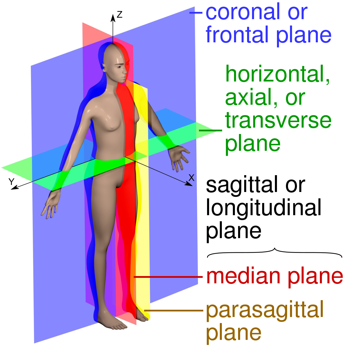 Sagittal plane - Wikipedia